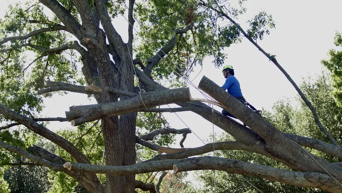Professional Hazardous Tree Removal performed by certified arborists in Elloree
